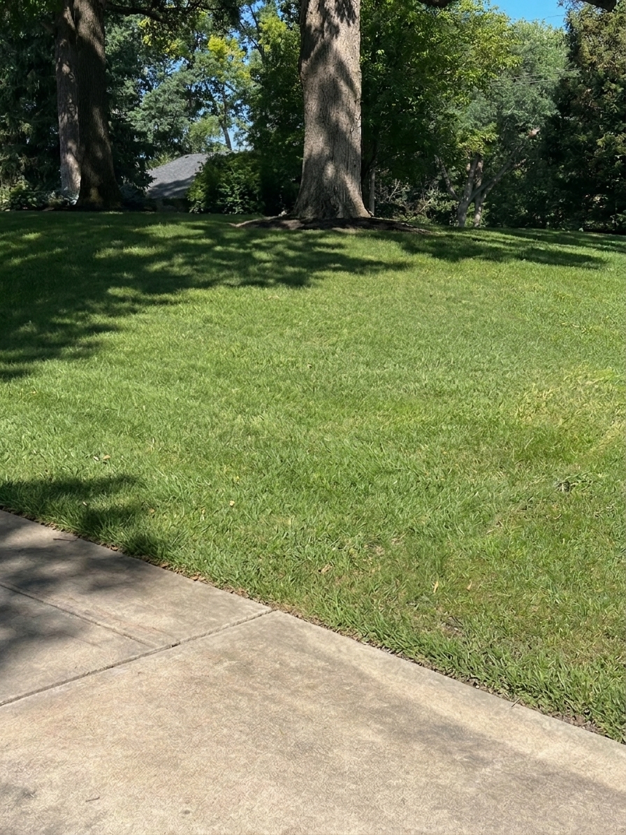 Lawn corner by the driveway before the work, plain turf under mature trees