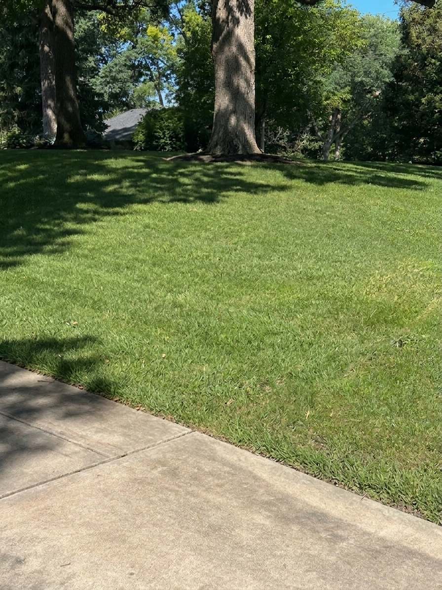 Lawn corner by the driveway before the work, plain turf under mature trees