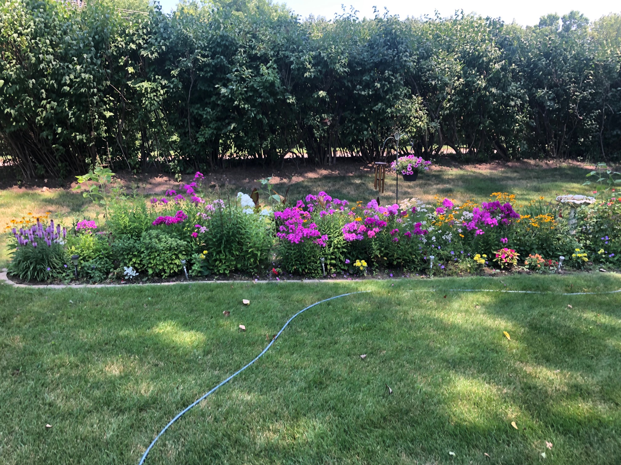Long perennial bed cleaned out and edged, in full bloom along a shrub line